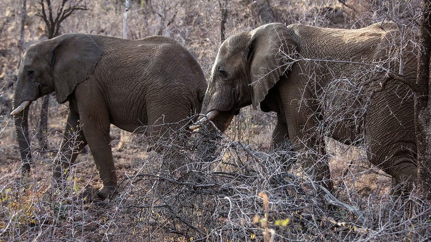 Elephants roaming in South Africa