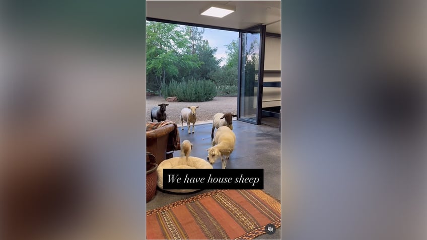 The sheep startled DeGeneres' dog when they got too close.