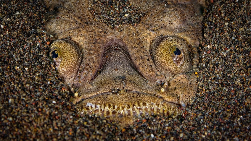 stargazer fish iStock