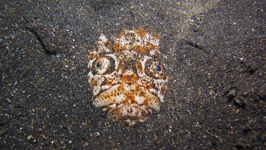 stargazer fish in the sand iStock