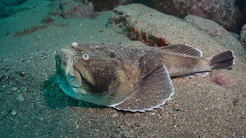 stargazer fish on the ocean floor