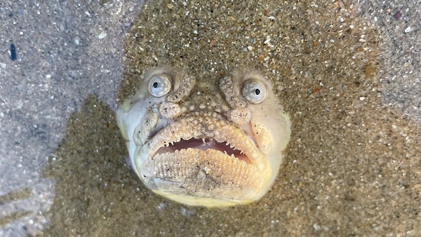 stargazer fish seen by dennis chan