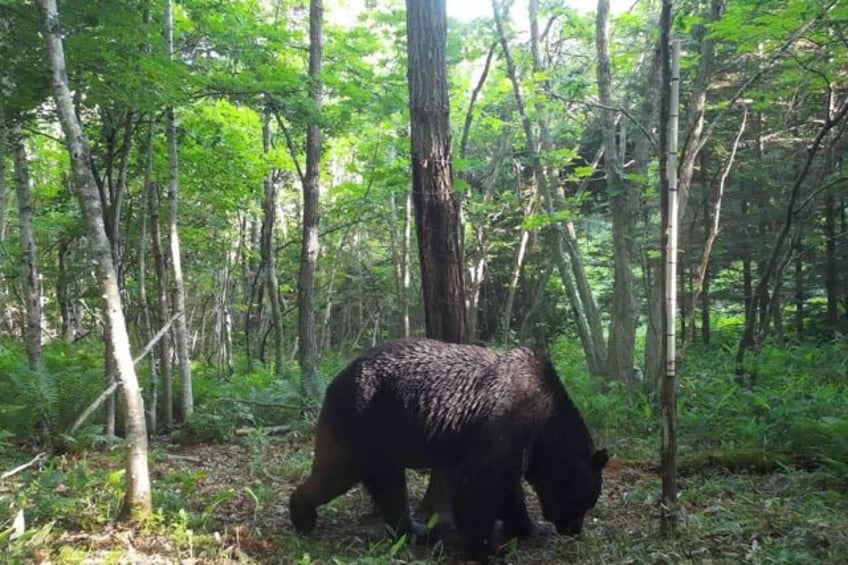 elusive japanese ninja bear killed