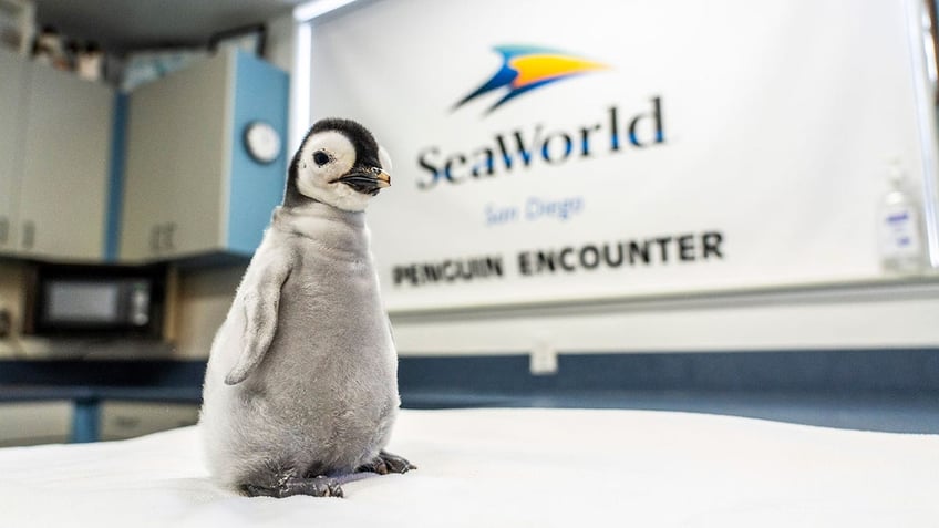 emperor penguin is hatched at seaworld san diego the first in more than a decade