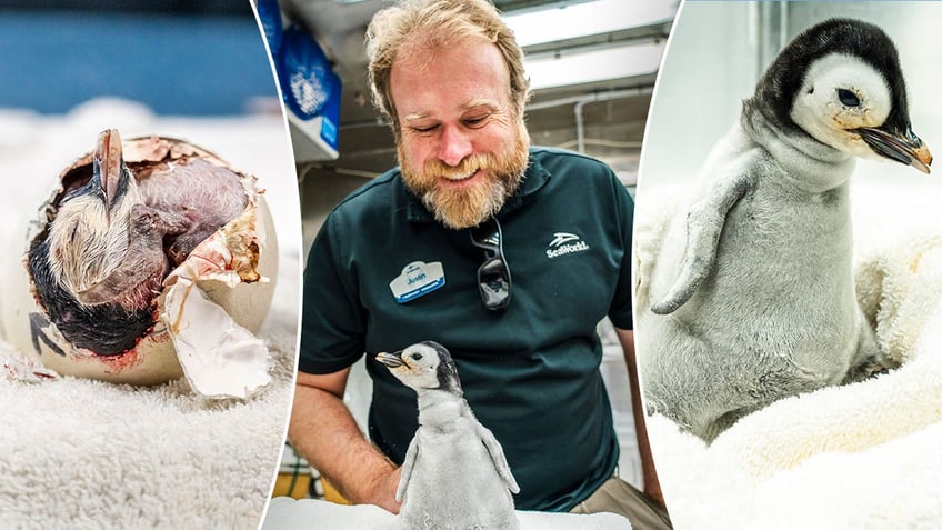 emperor penguin is hatched at seaworld san diego the first in more than a decade