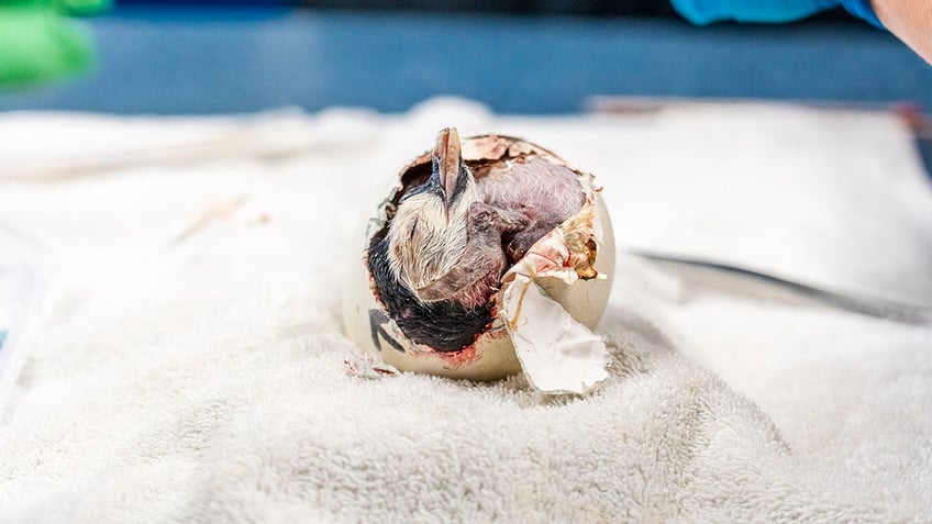 emperor penguin is hatched at seaworld san diego the first in more than a decade