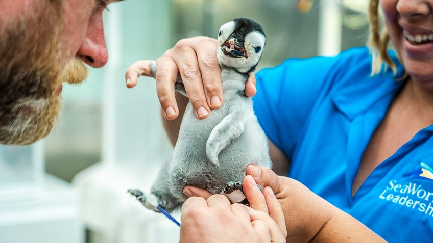 emperor penguin is hatched at seaworld san diego the first in more than a decade