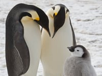 Emperor penguins show dramatic decline in one region of Antarctica, satellite photos show