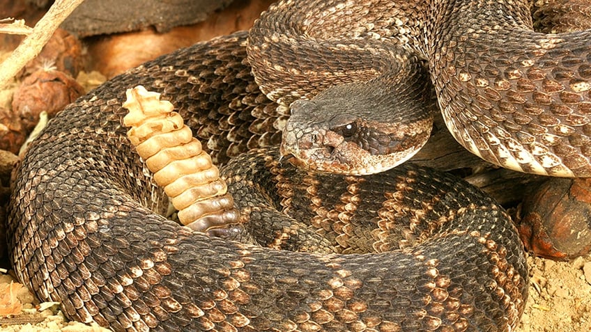 employee at cincinnati zoo bitten by venomous rattlesnake hospitalized