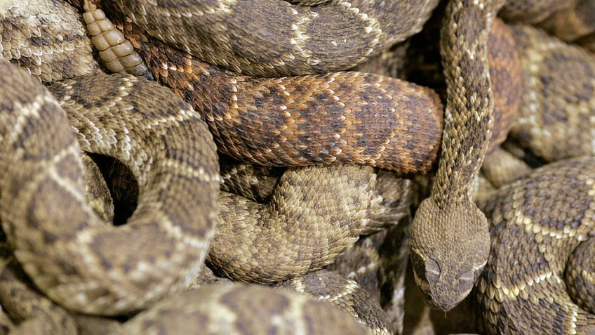 employee at cincinnati zoo bitten by venomous rattlesnake hospitalized