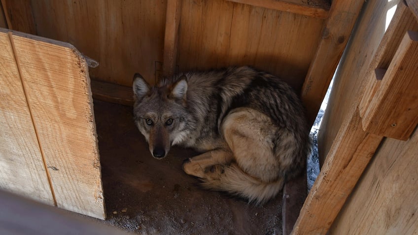 endangered mexican gray wolf roams beyond boundaries scientists say