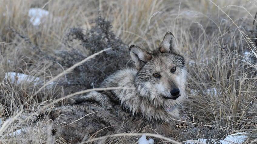 endangered mexican gray wolves still face threat despite growing population numbers