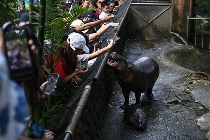 Two-month-old Moo Deng, a pygmy hippo, went viral after her handlers posted videos of her