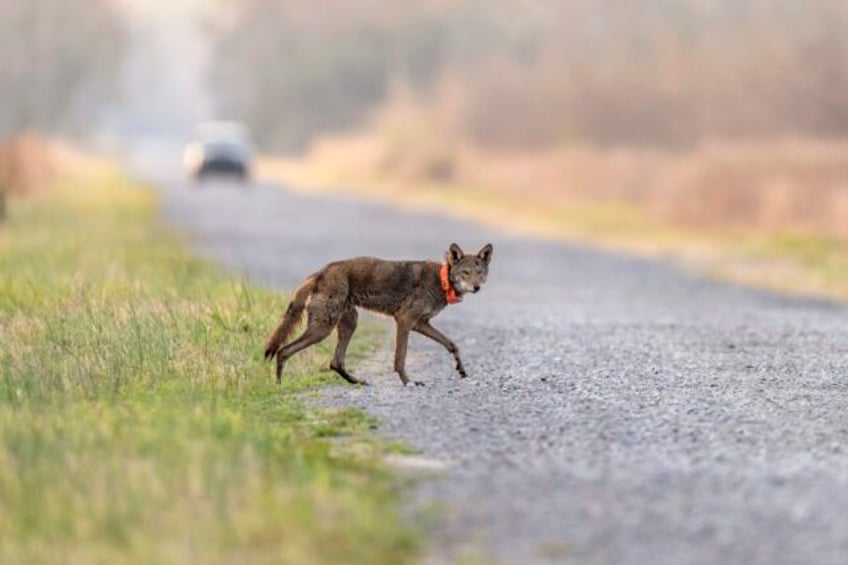 endangered red wolf can make it in the wild but not without significant help study says