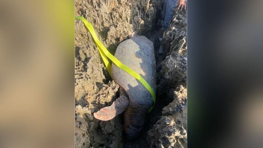 Turtle stuck between rocks