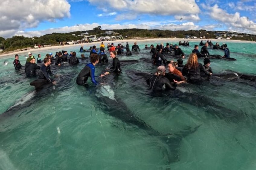 entire pod of 97 pilot whales dies in australia beaching