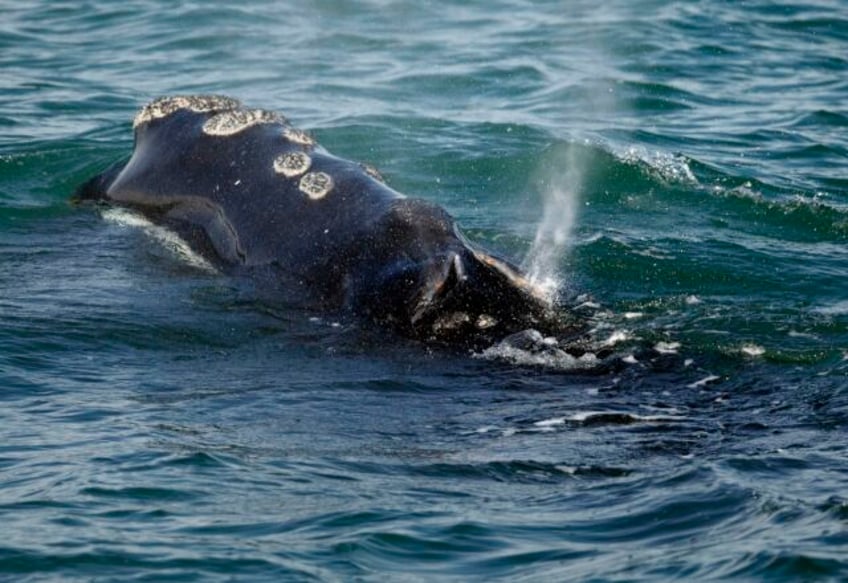 environmental groups demand emergency rules to protect rare whales from ship collisions