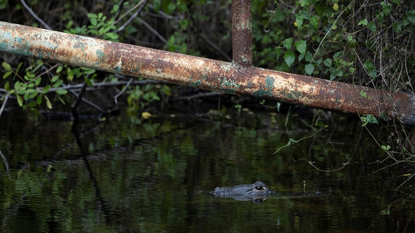 "Alligator Alcatraz" in Everglades