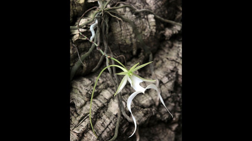 environmentalists sue us over slow pace in changing status of rare ghost orchid to endangered