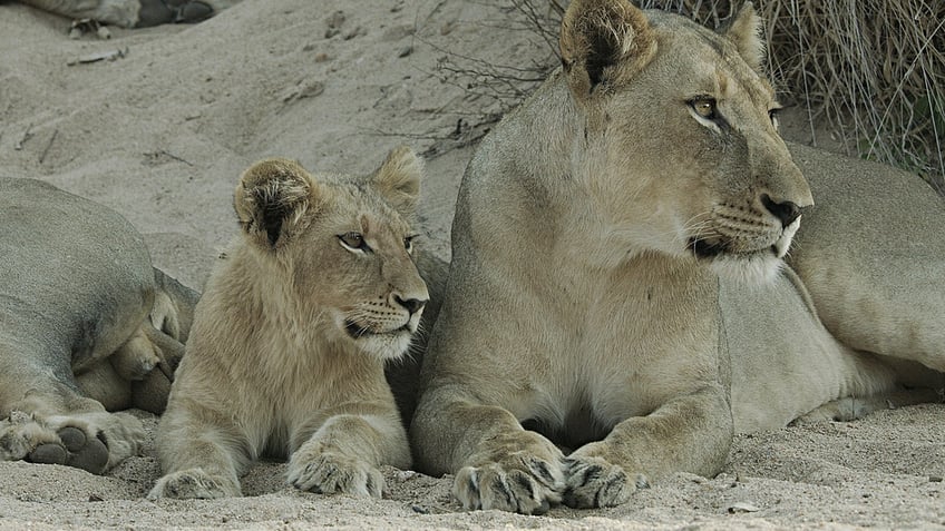 escaped lion causes traffic jam in pakistan no one is in danger now