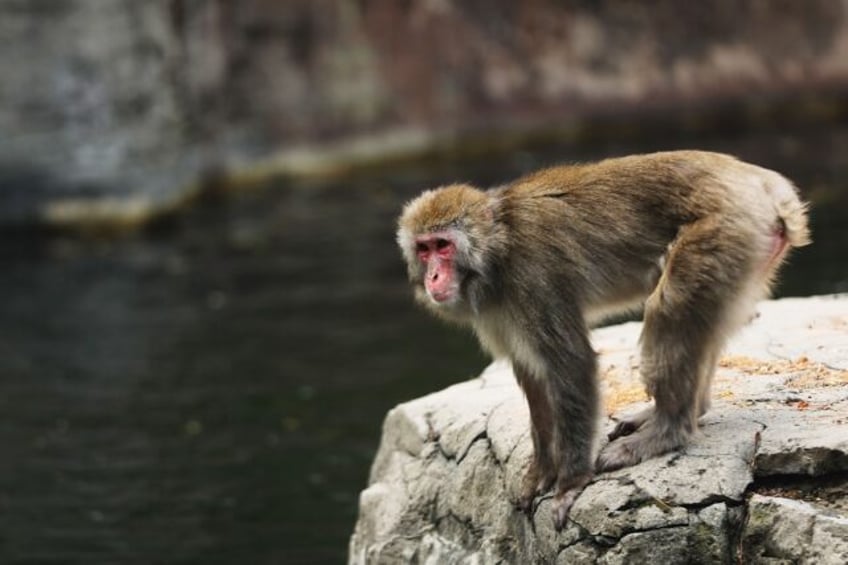 Snow monkeys are also known as Japanese macaques