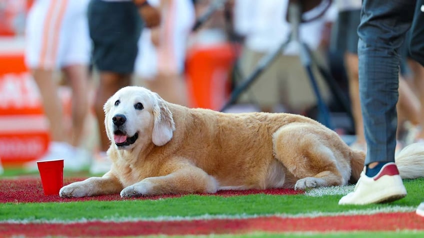 Kirk Herbstreit dog