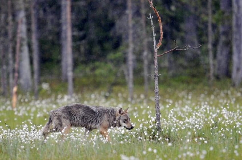 eu chief warns wolf packs real danger in europe