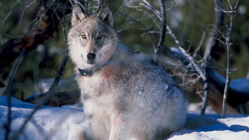 eu considers adjusting protections for wolves as farmers raise concerns about their livestocks safety