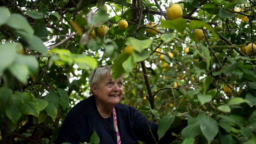 Dutch volunteer Jannie Slim picks lemons on a farm in southern Israel