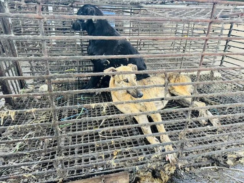 Yulin lychee and dog meat festival 2024 in Yulin, Guangxi, China