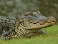 Exclusive — Florida AG: Alligator Alcatraz ‘Perfect Location’ for Detaining Illegal Immigrants