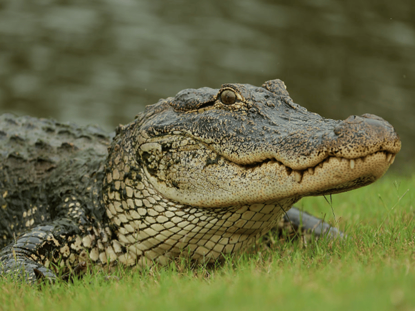 AVONDALE, LOUISIANA - APRIL 24: A alligator is seen on day one of the Zurich Classic of Ne