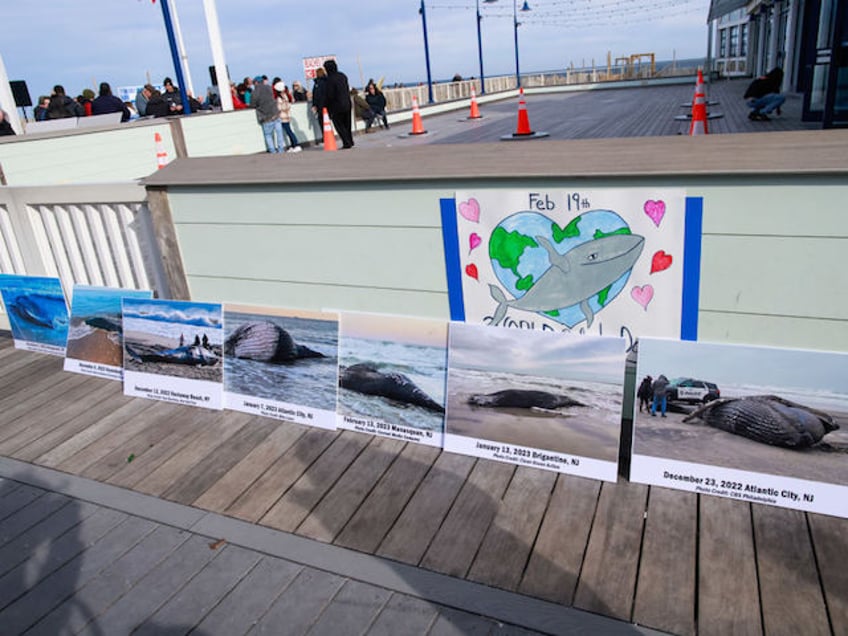 exclusive nj fishing pros warn offshore wind killing ocean life never seen anything remotely like this in half a century