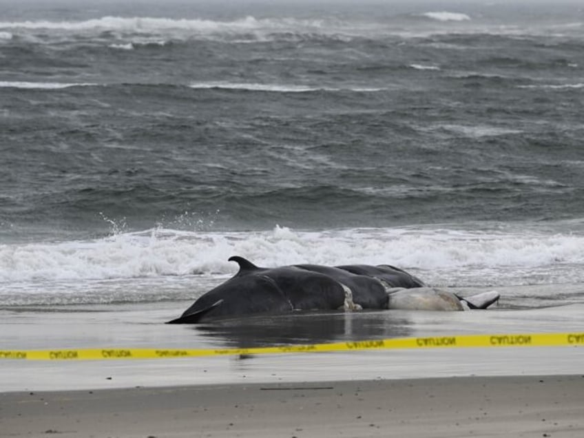 exclusive nj fishing pros warn offshore wind killing ocean life never seen anything remotely like this in half a century