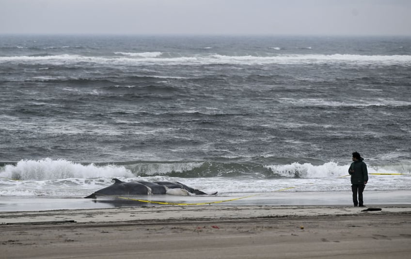 exclusive nj fishing pros warn offshore wind killing ocean life never seen anything remotely like this in half a century