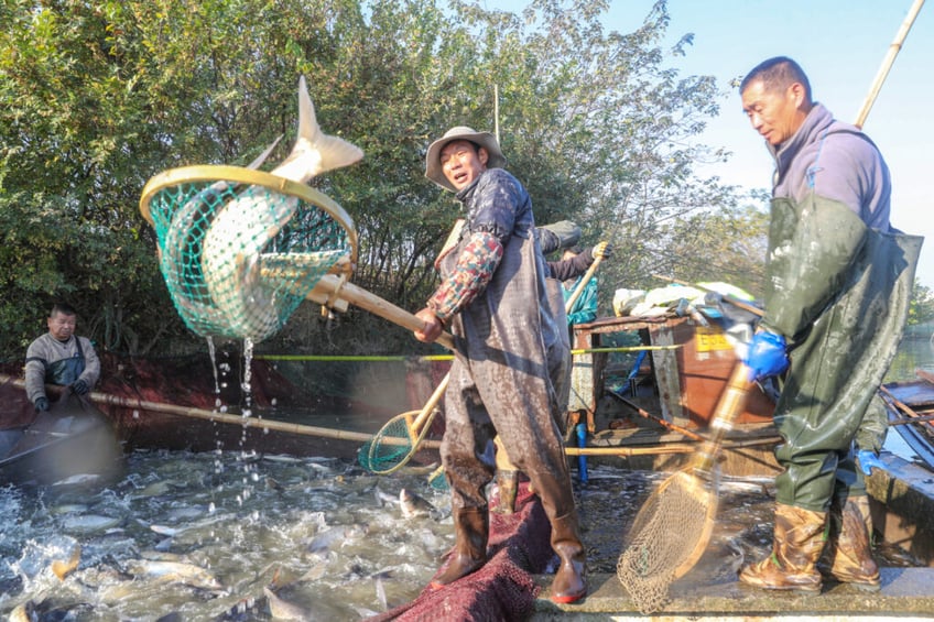 exclusive tom cotton issues plan to ban us importation of chinese seafood