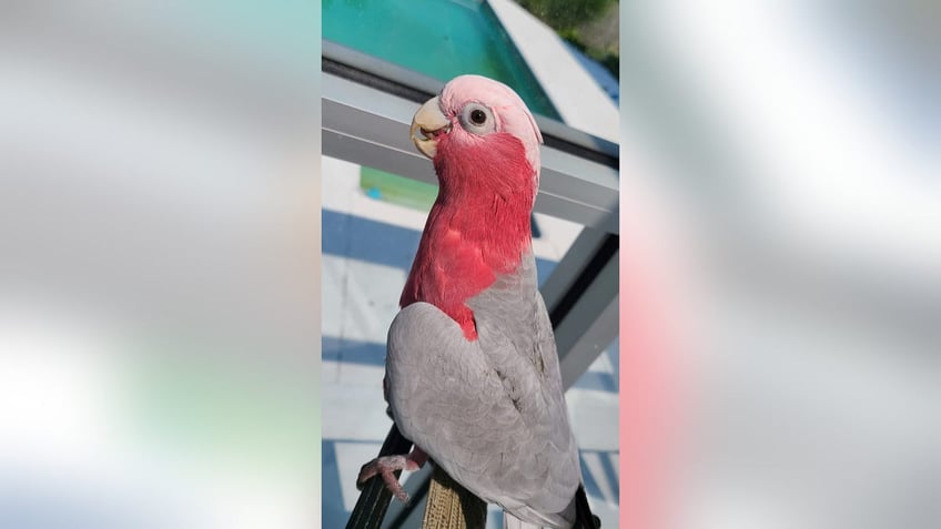 exotic bird finally released from airport after it was held for 3 months due to paperwork issue