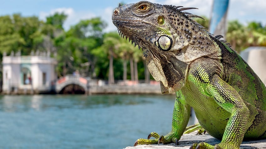 An iguana sits in front of a waterfront colonial building in Florida.