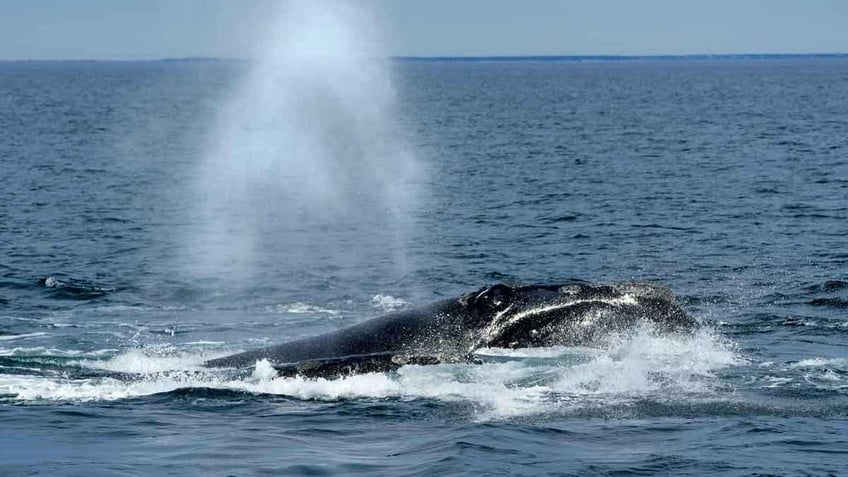 experts fear american fishing industry boating at risk as biden prioritizes climate green energy