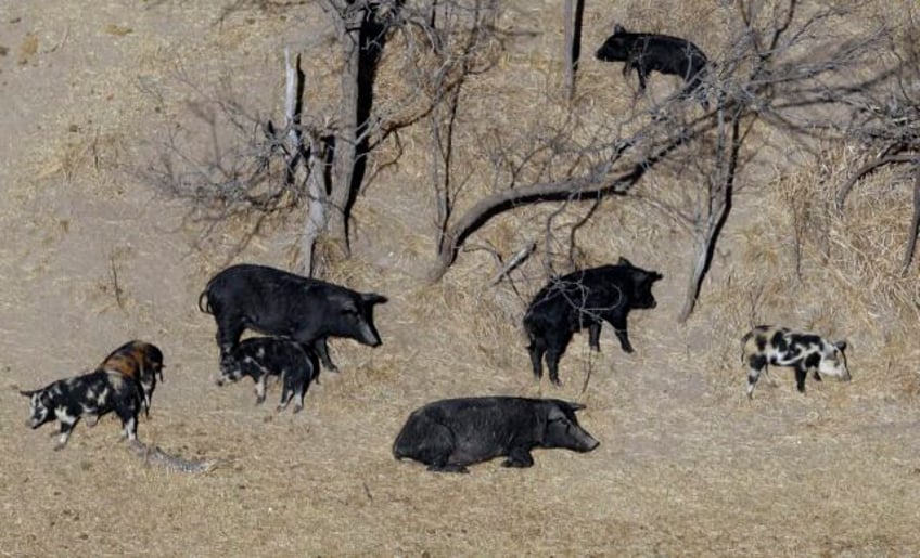 exploding wild pig population on western canadian prairie threatens to invade northern us states