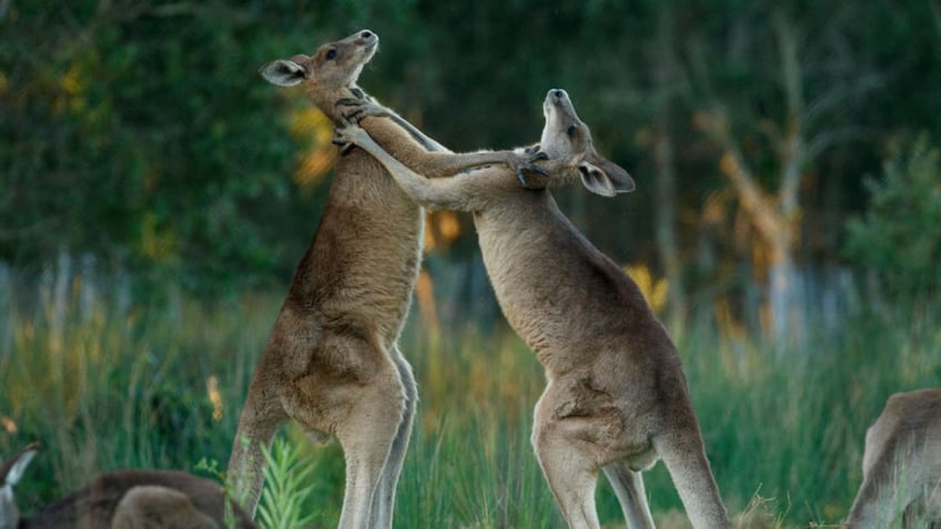 Eastern Grey Kangaroo males fighting