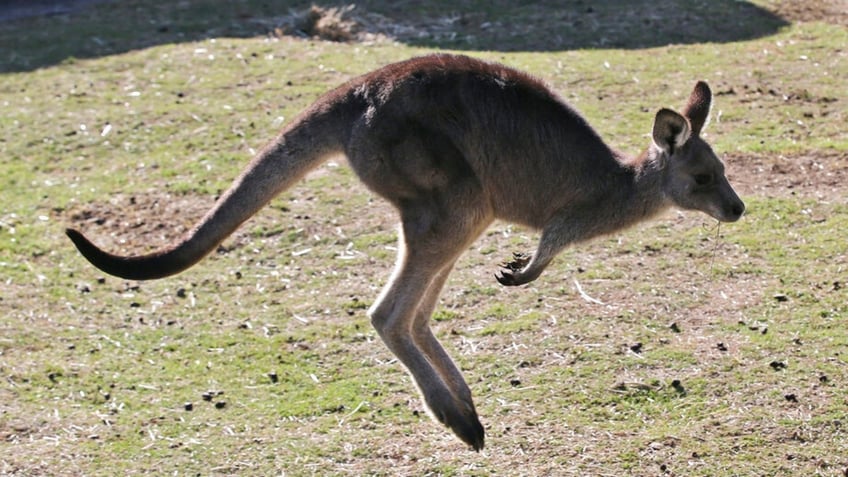 A grey kangaroo hops