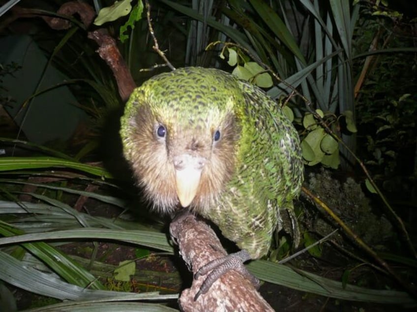 extinct birds on the ballot for new zealands avian beauty contest