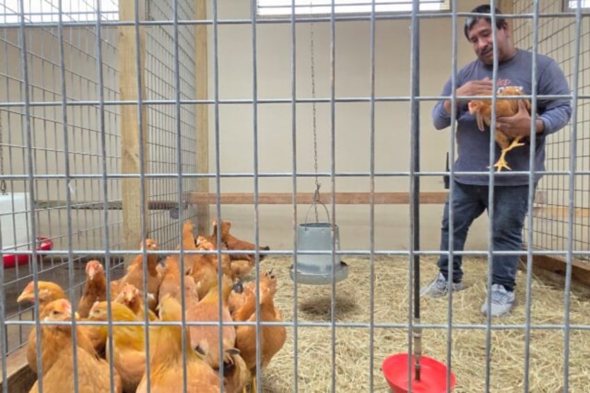 A worker holds a hen at Wabash Feed & Garden in Houston, Texas, which is doing brisk busin