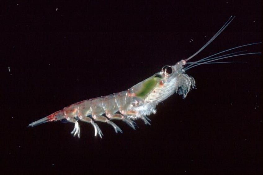 factory fishing in antarctica for krill targets the cornerstone of a fragile ecosystem