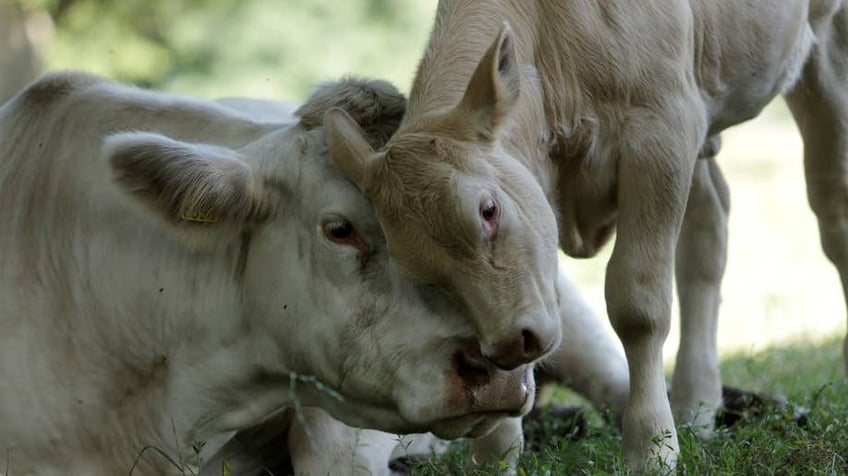 family farmer warns harsh climate policies to cut cow emissions will destroy business in the netherlands