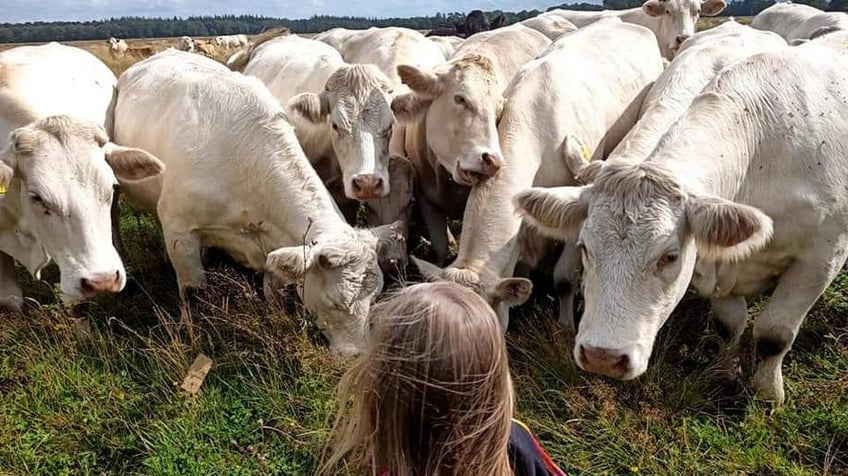 family farmer warns harsh climate policies to cut cow emissions will destroy business in the netherlands