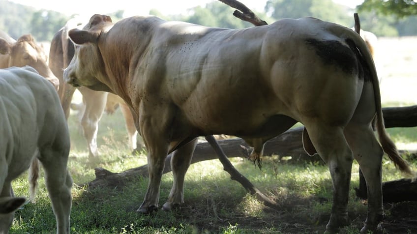 family farmer warns harsh climate policies to cut cow emissions will destroy business in the netherlands