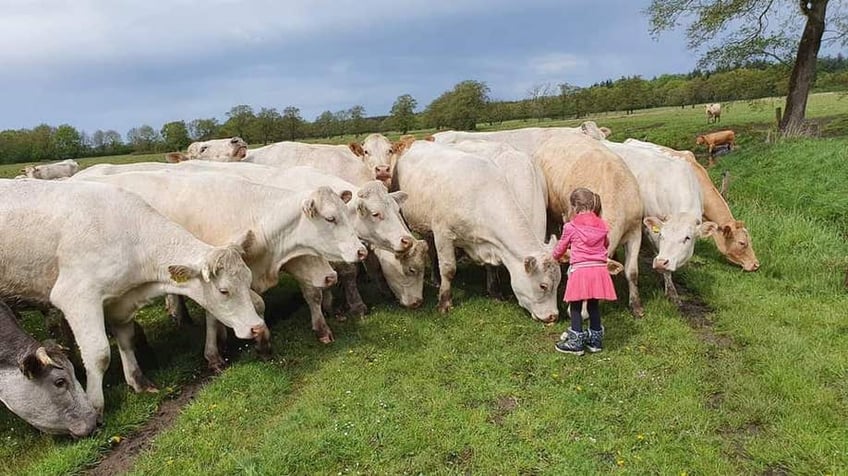 family farmer warns harsh climate policies to cut cow emissions will destroy business in the netherlands