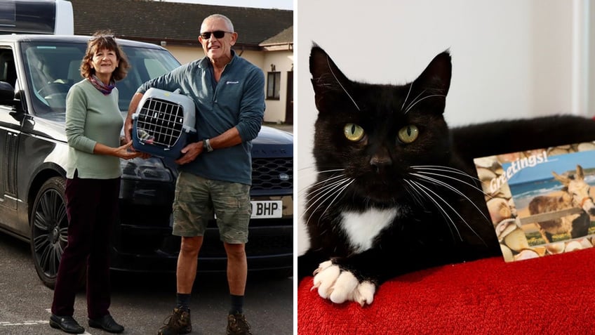 family vacation goes awry when neighbors cat secretly joins their 300 mile road trip